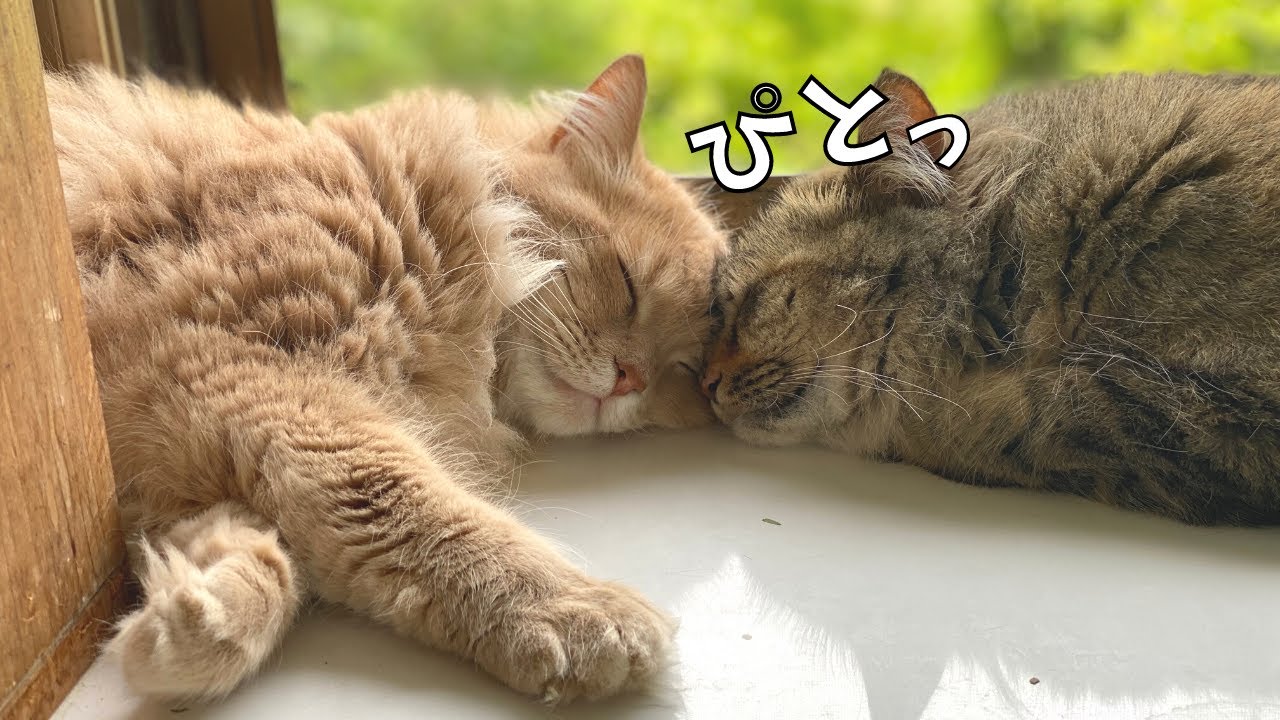 姉弟が好きすぎる！？くっついて離れないモフモフたち【サイベリアン】