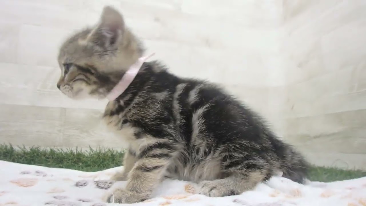 Coo&RIKU　No00635639 アメリカンショートヘアー