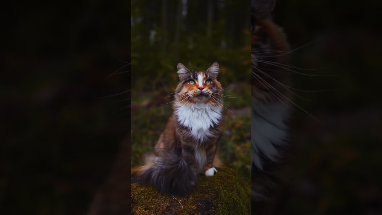 Beautiful Brown Cat😍😘🐈 #shorts #youtubeshorts #trending #viral #cats #funny