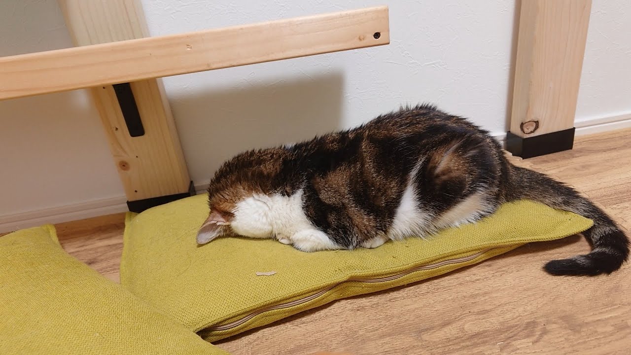 信じがたい姿勢で眠る子猫…これが本当の土下寝？？