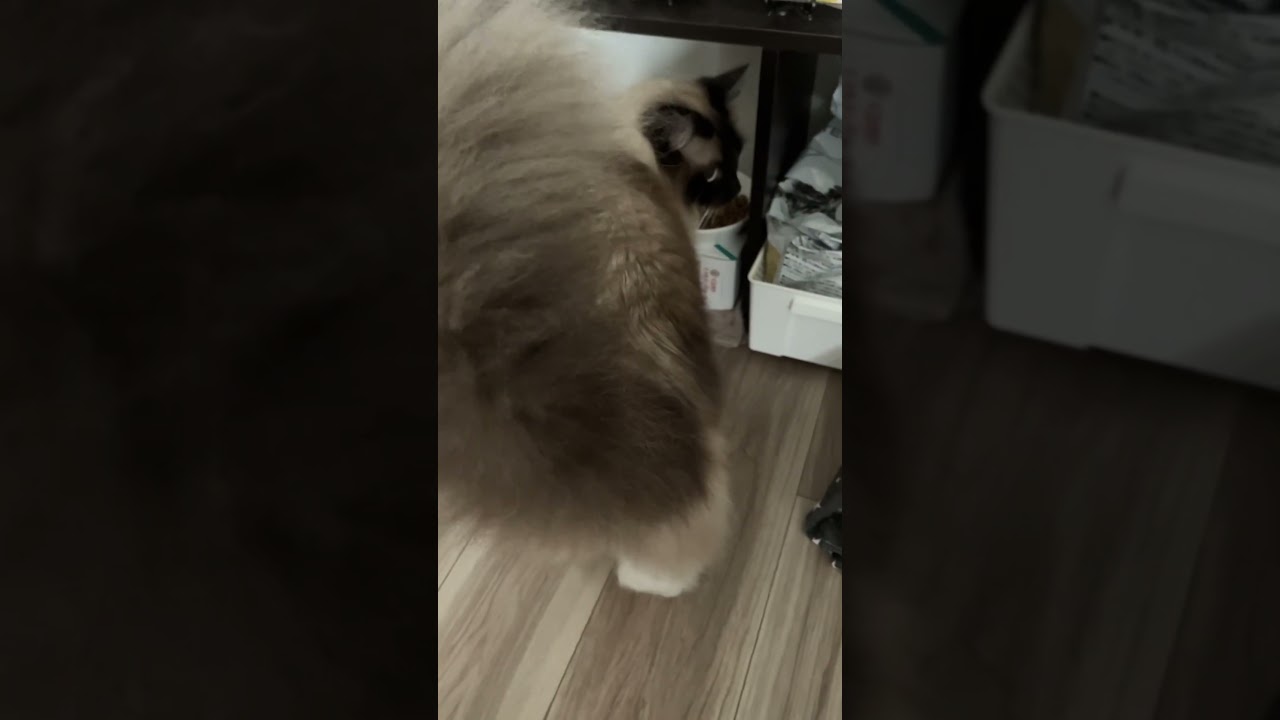ご飯の時間でごきげんになるラグドールのたぬきに似た猫 #ragdoll #kitten #ラグドール #ごきげん #ねこのいる生活