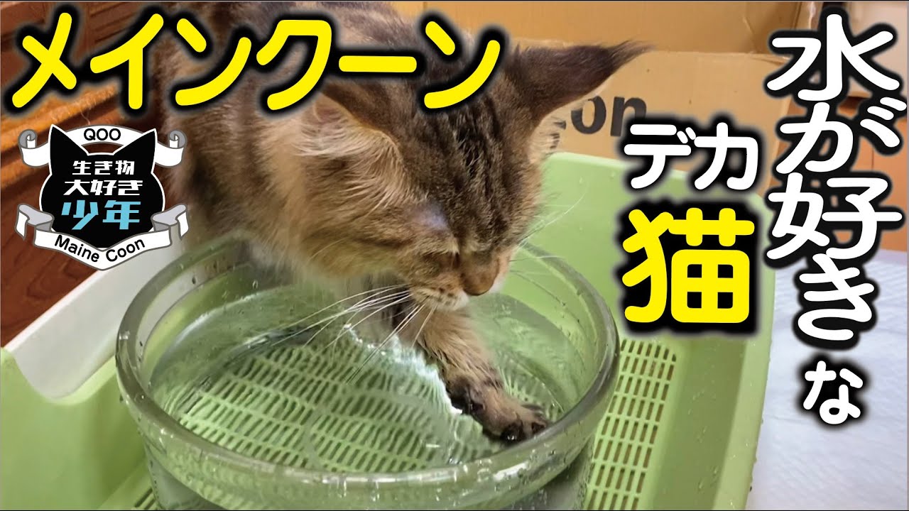 【メインクーン】水が大好きな大型猫。バシャバシャ水で遊んでる！