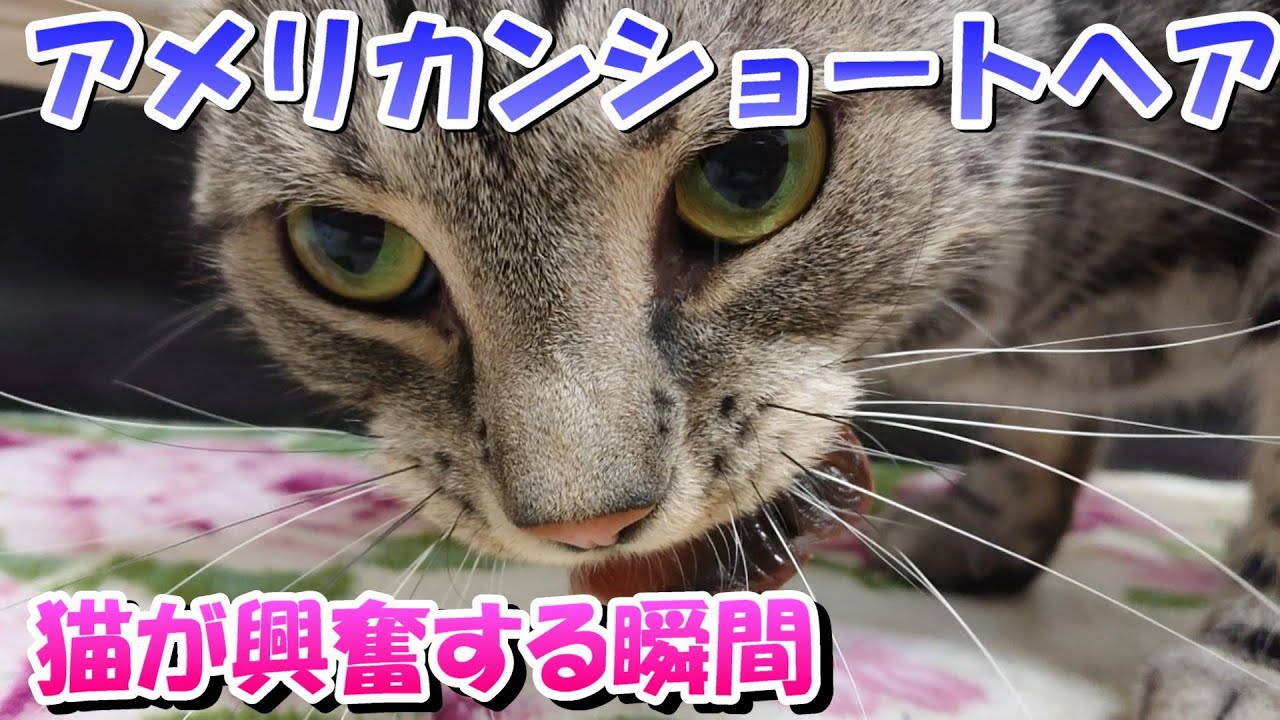猫が大興奮する瞬間　（アメリカンショートヘア）