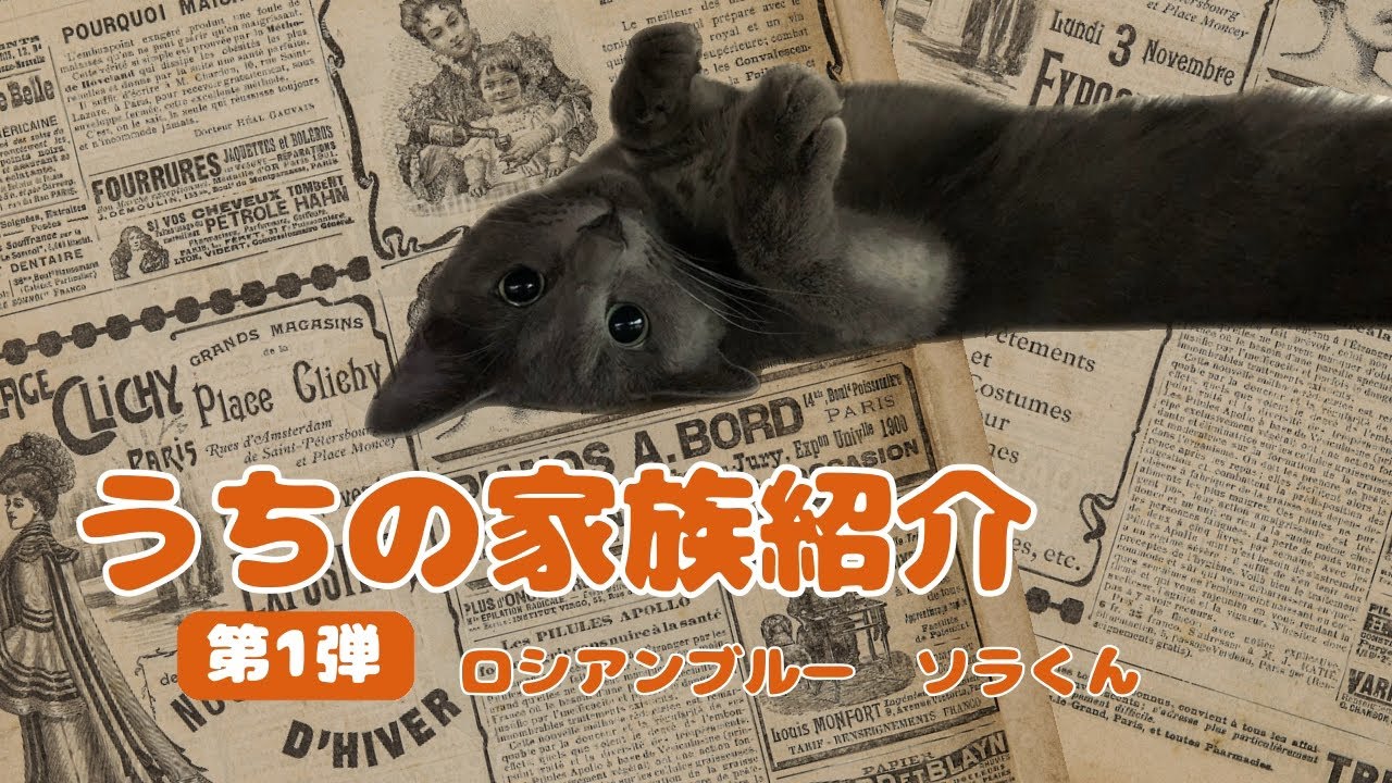 猫【ロシアンブルー】家族紹介　第1弾