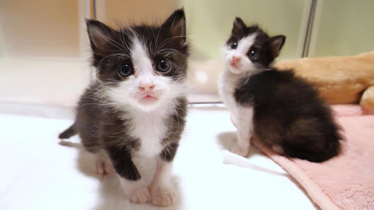突然始まる、子猫たちのかわいいじゃれ合い。【赤ちゃん猫　保護猫】