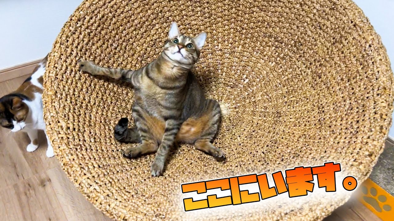 あなたは尻もちをついたねこを見たことがありますか？