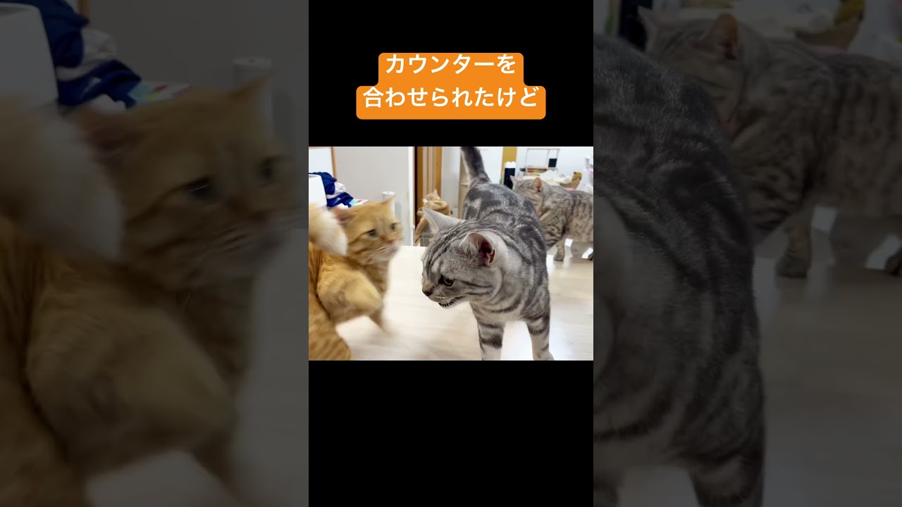マンチカンのパンチに息子はカウンターを合わせてきたけれどそのパンチは撫でるように優しかった #shorts
