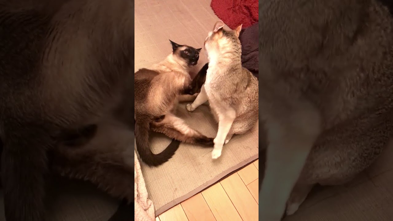 たぬき猫にケリッてされちゃうシンガプーラなのにゃ♪