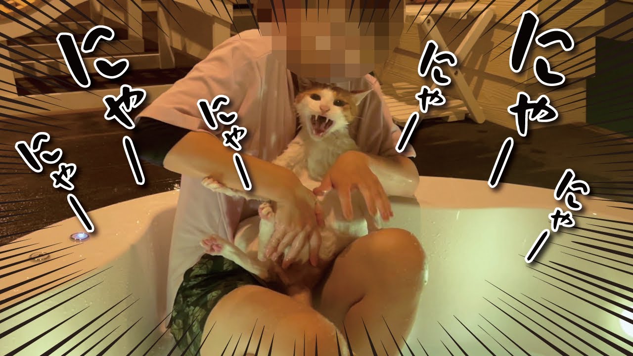 【お風呂】ジャグジーに強制連行された猫がまさかの展開に…！【関西弁でしゃべる猫】