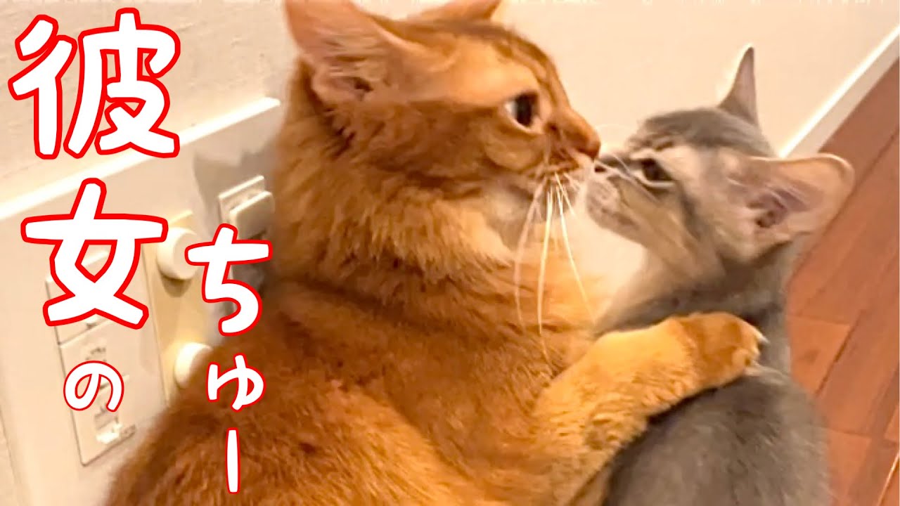【癒し閲覧注意】無理矢理チュウしたら臭かった❣️【ソマリ】