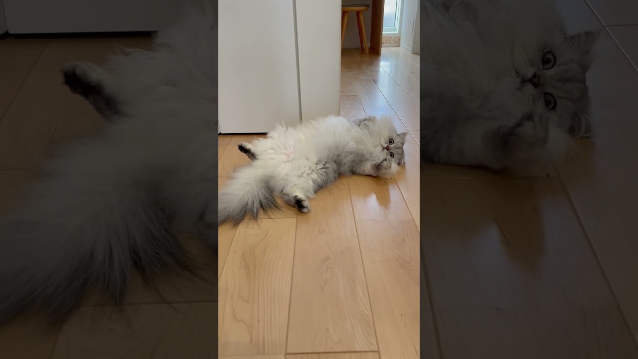 猫が落ちていたので近づいてみると… 【サイベリアン】 #Shorts