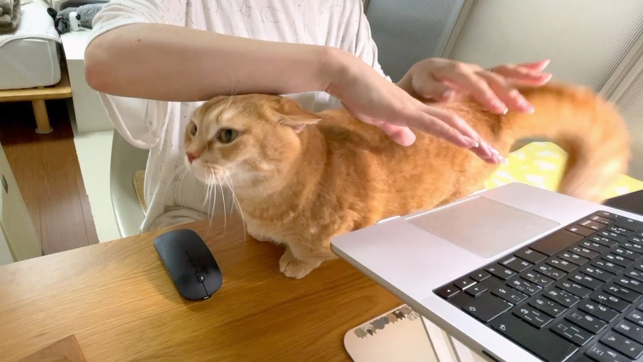 パソコンとの間に入って邪魔してくる猫が可愛い！