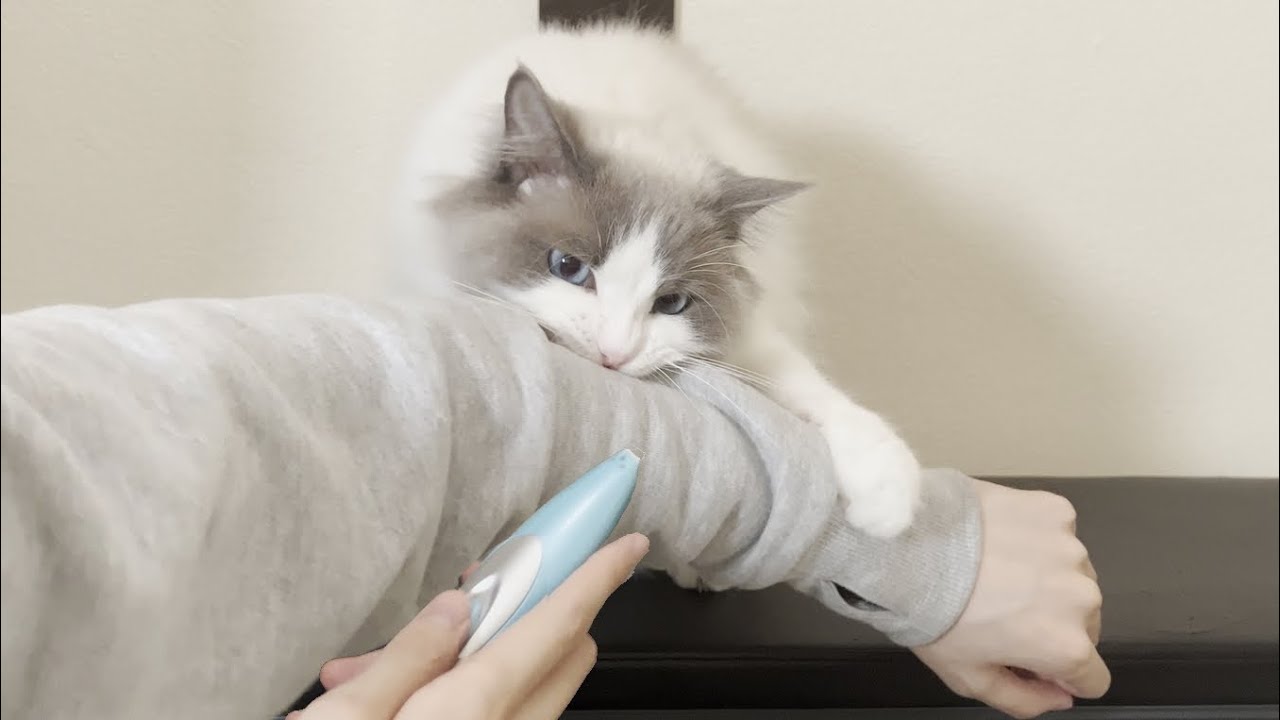 バリカンで肉球ケアをするたびに激怒してくるラグドール猫が怖すぎたw