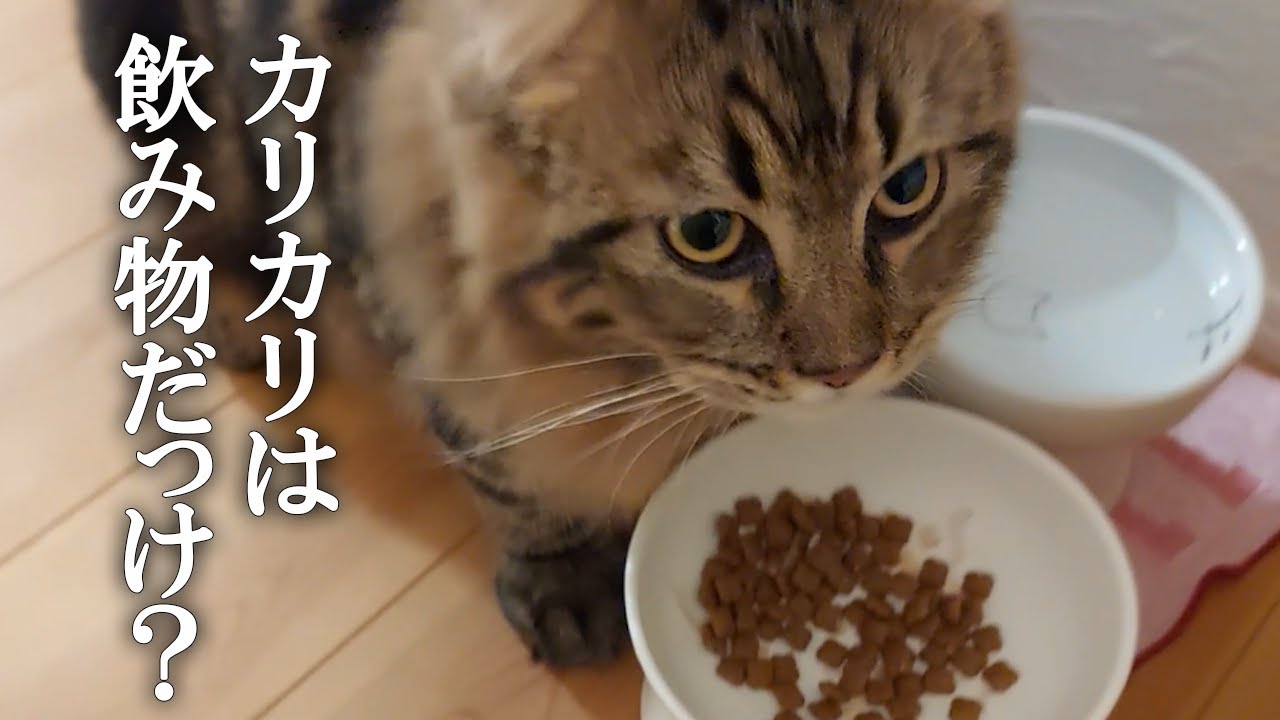 「カレーは飲み物」ならぬ「カリカリは飲み物」？　ご飯を食べるのが早すぎるサイベリアン子猫