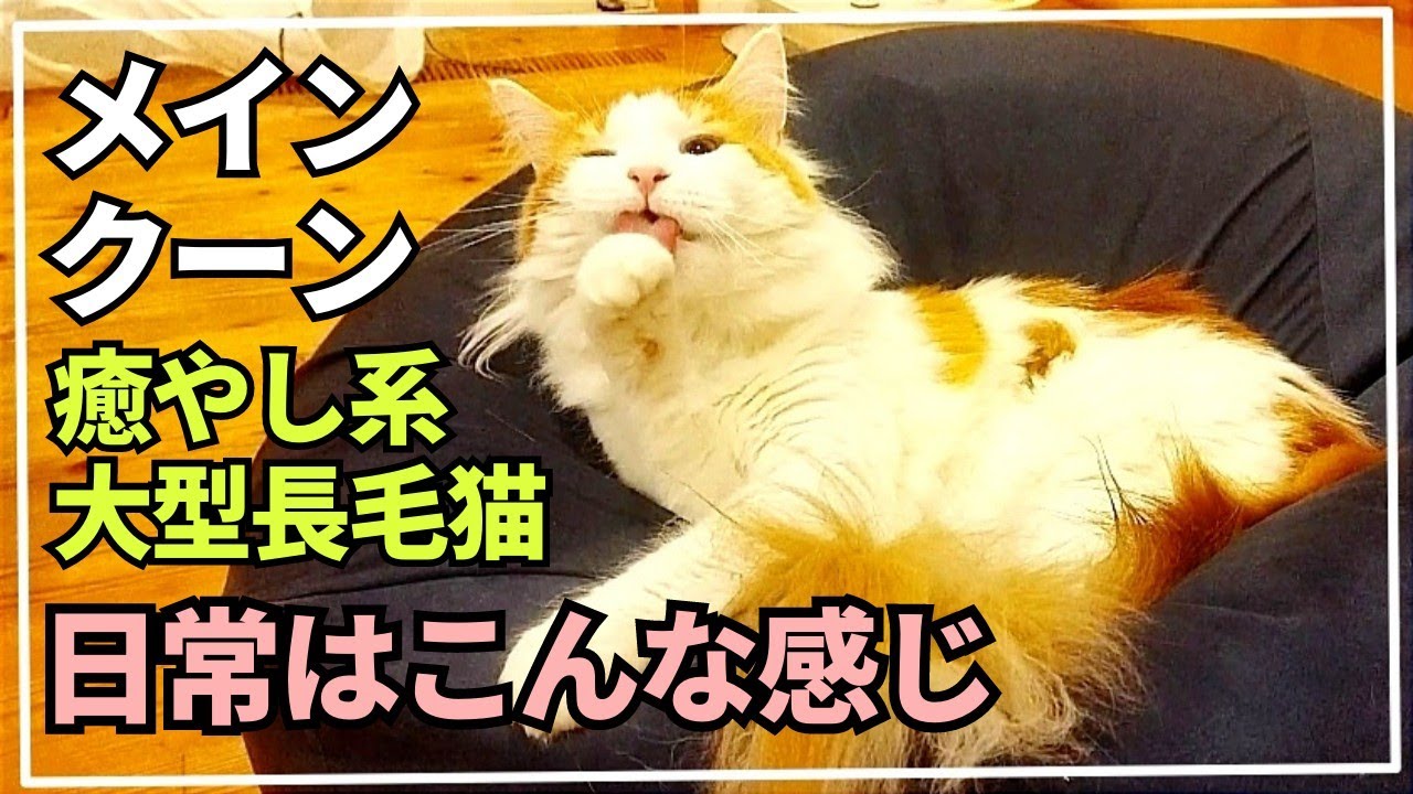 メインクーン魅力満載の日常。大型長毛猫に毎日癒やされる！