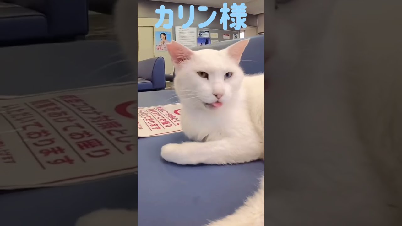あの凶暴猫のカリン様‼️熟睡中を起こしたらまるで天使の様でした#shorts