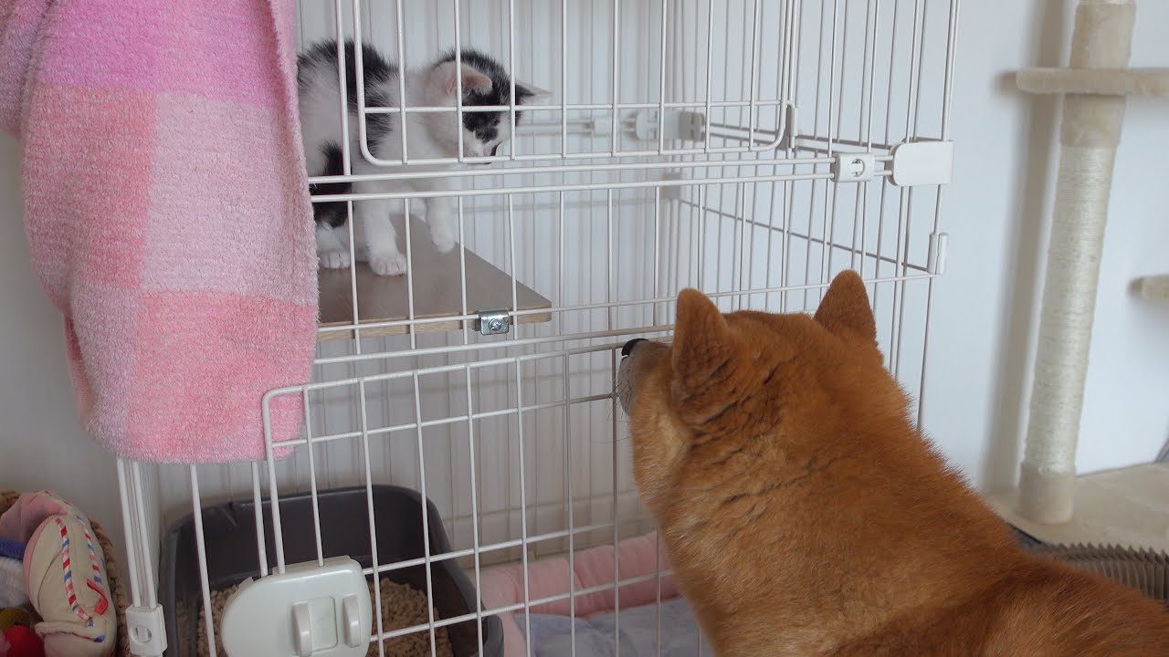 柴犬ハチは散歩終わりに子猫に神対応をしてしまう。