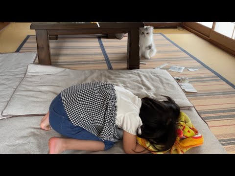 子猫をモフれず娘ちゃんが号泣しました…【スコティッシュフォールド】