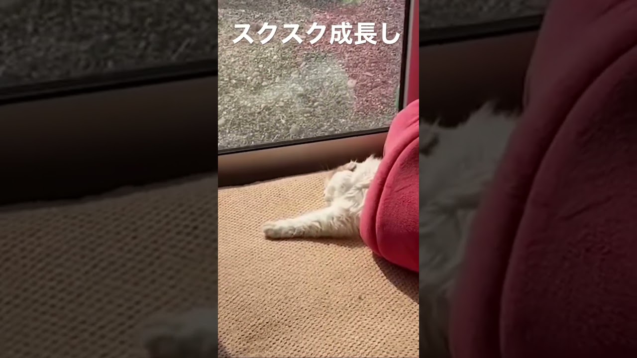 スコティッシュフォールド赤ちゃん比較　#shorts #癒し動画