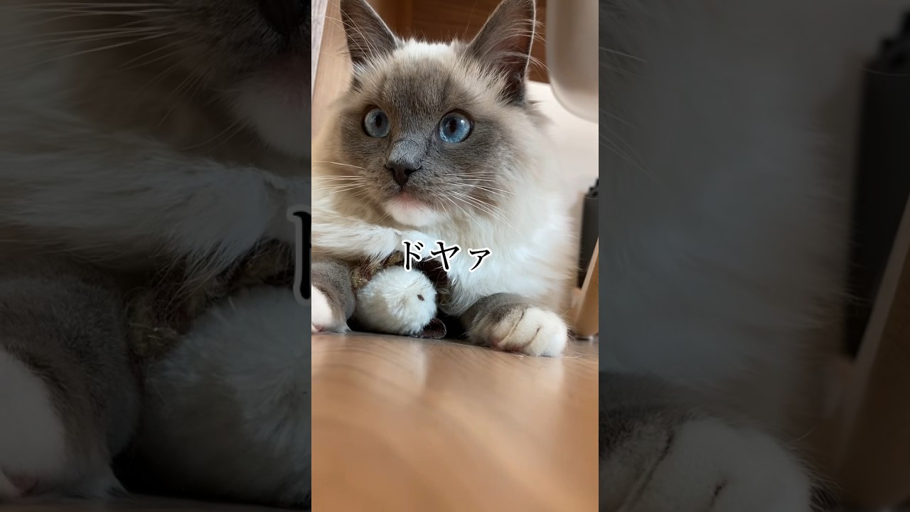 ドヤ顔する子猫 #ねこ #猫 #ラグドール #ラグドール子猫 #こねこ #cat #ragdollcat #shorts