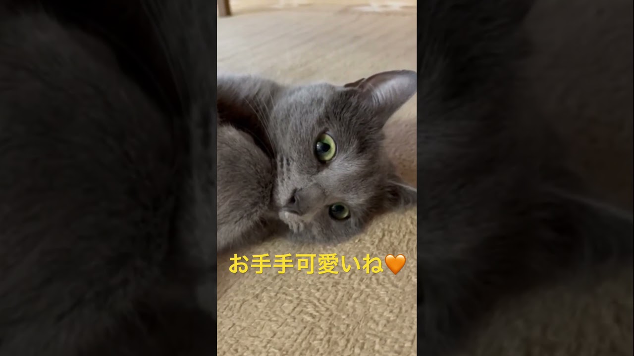 お手手が可愛すぎる猫（ロシアンブルー）#shorts