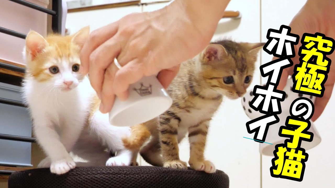 ふたりボッチの子猫　究極の子猫ホイホイはご飯の匂いでした。　【赤ちゃん猫　保護猫】