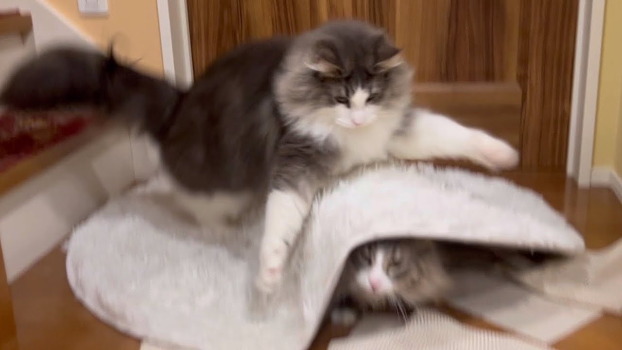 【かくれんぼ♪】ラグで遊ぶ、ノルウェージャンフォレストキャットたちwww