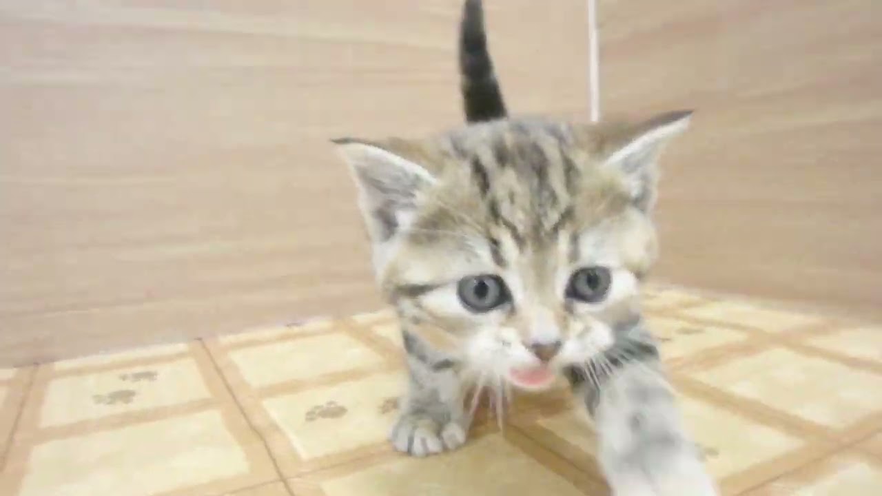 00621114 アメリカンショートヘアー