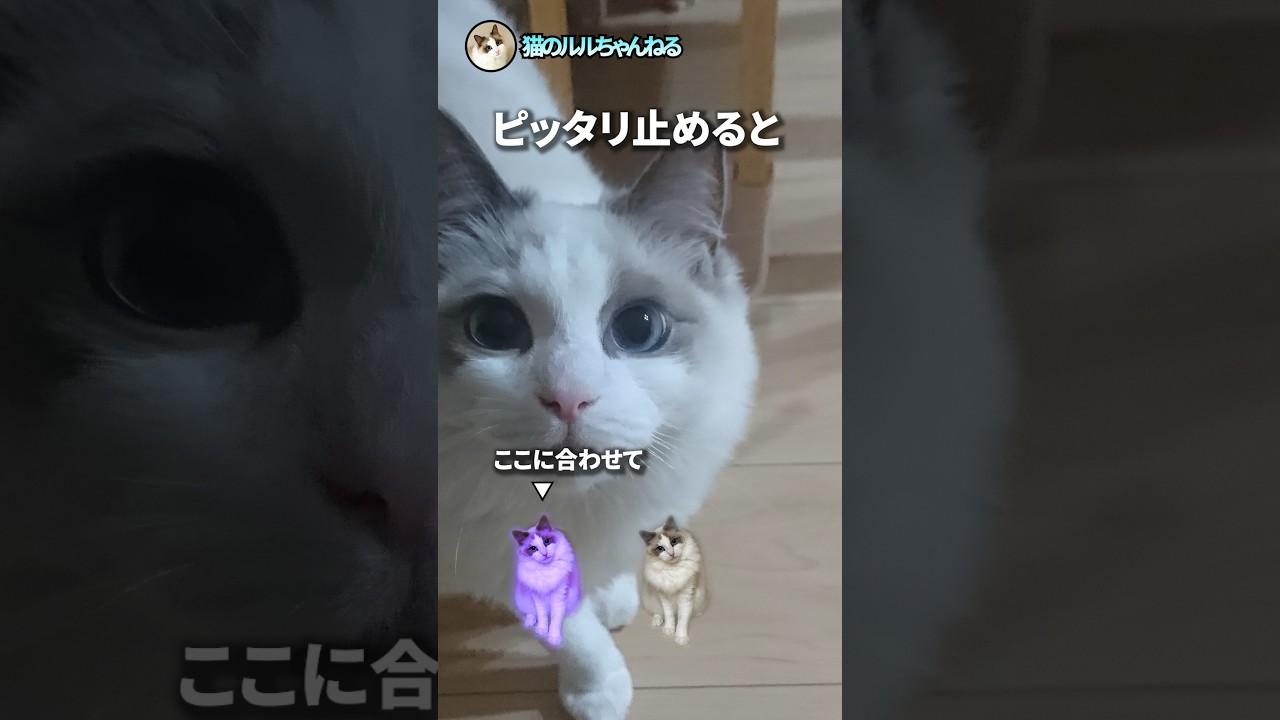 ピッタリ止めると面白画像その2 #ラグドール #ragdoll #猫