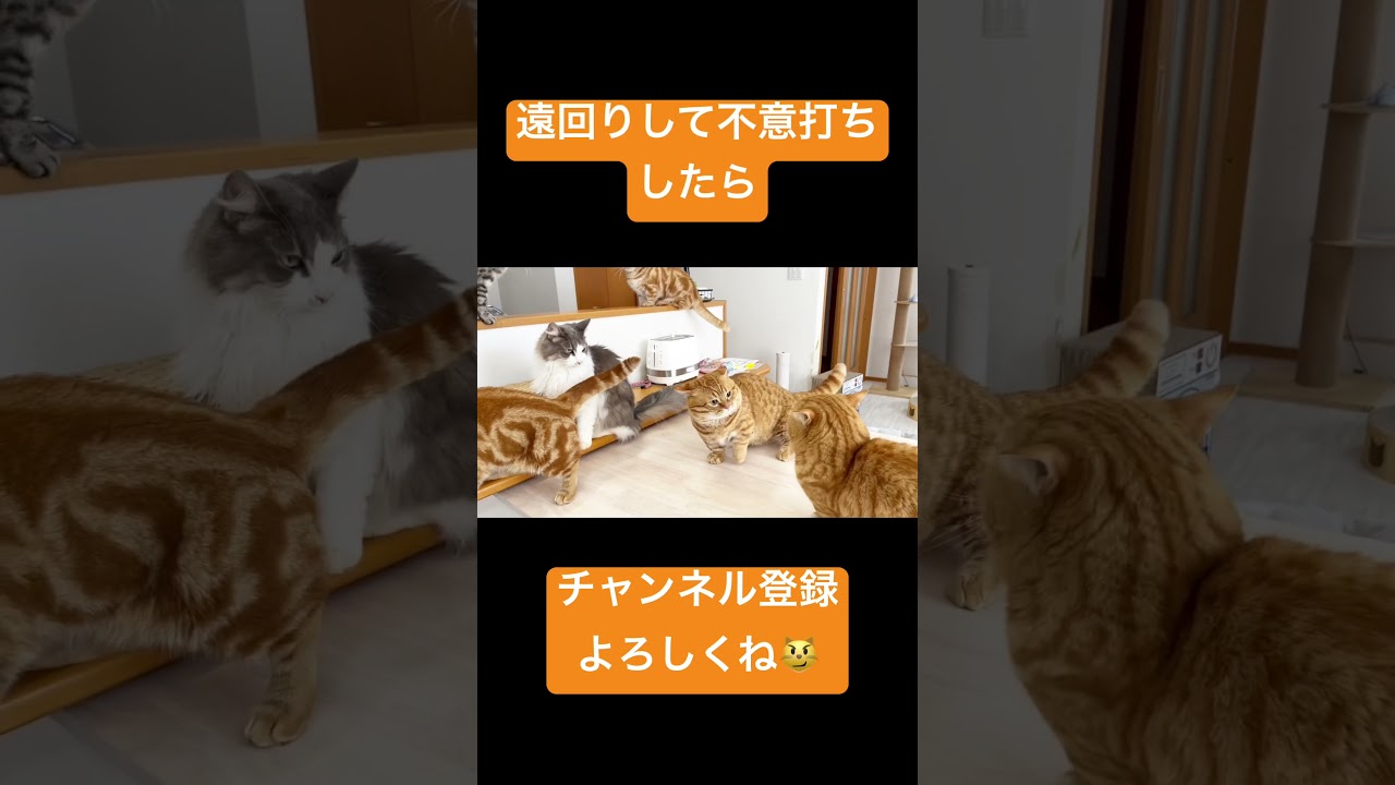 マンチカンのパンチは当たらないので遠回りして不意打ちをしたら一発目だけ当たった #shorts