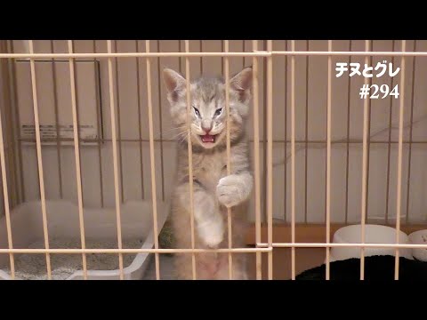 ケージから出たがる子猫が衝撃の行動に！その驚愕スキルがこちら／ #猫 #子猫 #保護猫