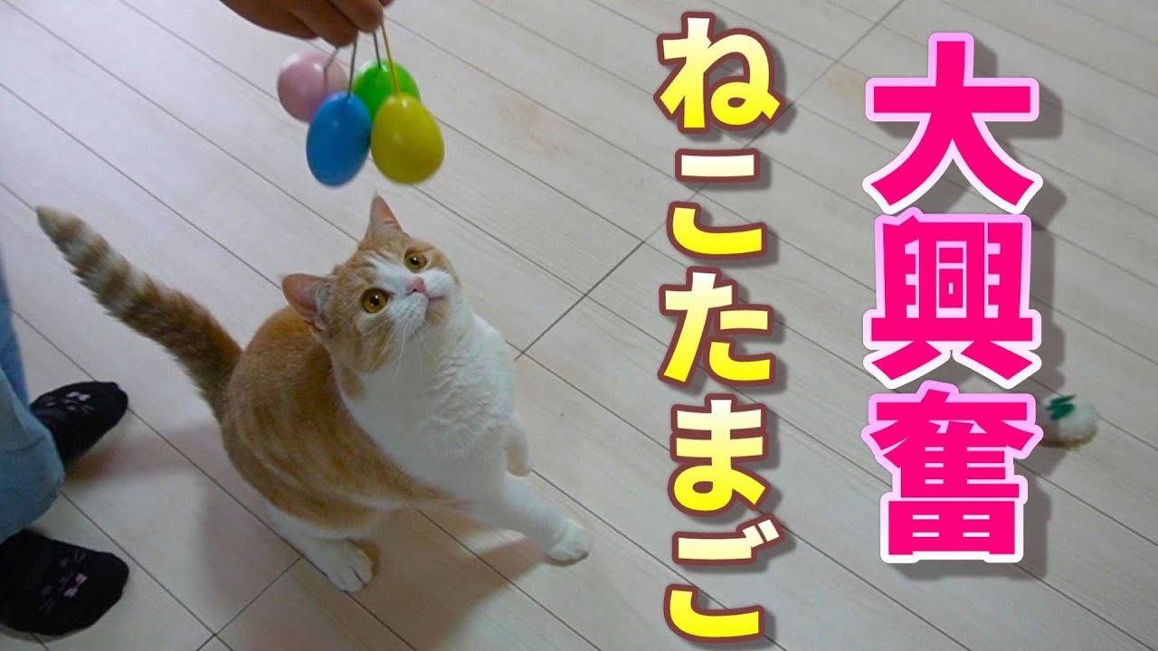 オモチャの音で大興奮になった猫【スコティッシュフォールド】【アビシニアン】