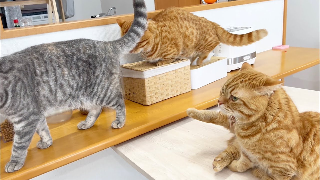 ハイタッチしたあと余裕しゃくしゃくに毛繕いしてたら突然ごはんタイムがはじまって焦る茶々パパ