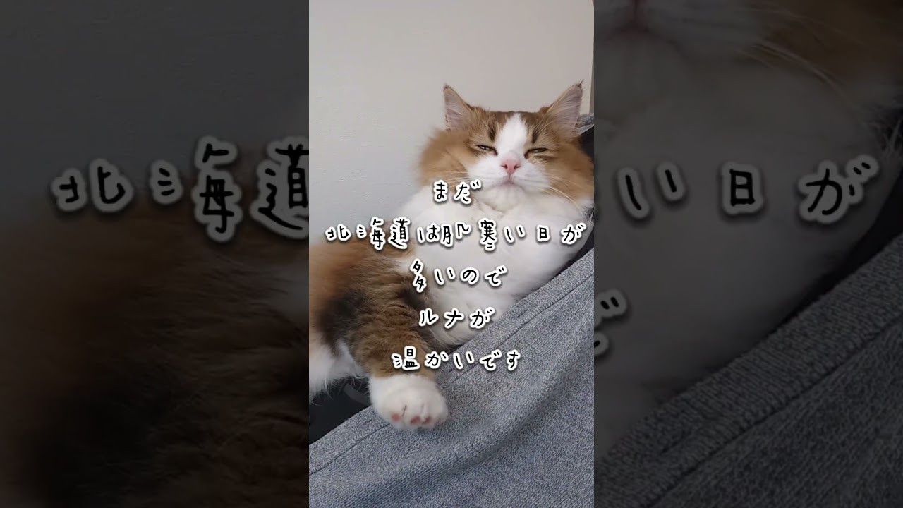 キンカローのルナ🌙ちゃん〜夜勤明けの主〜