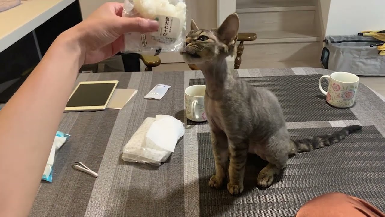 おむすびを食べたいデボンレックス子猫です(Devon Rex kitten wants to eat rice ball)