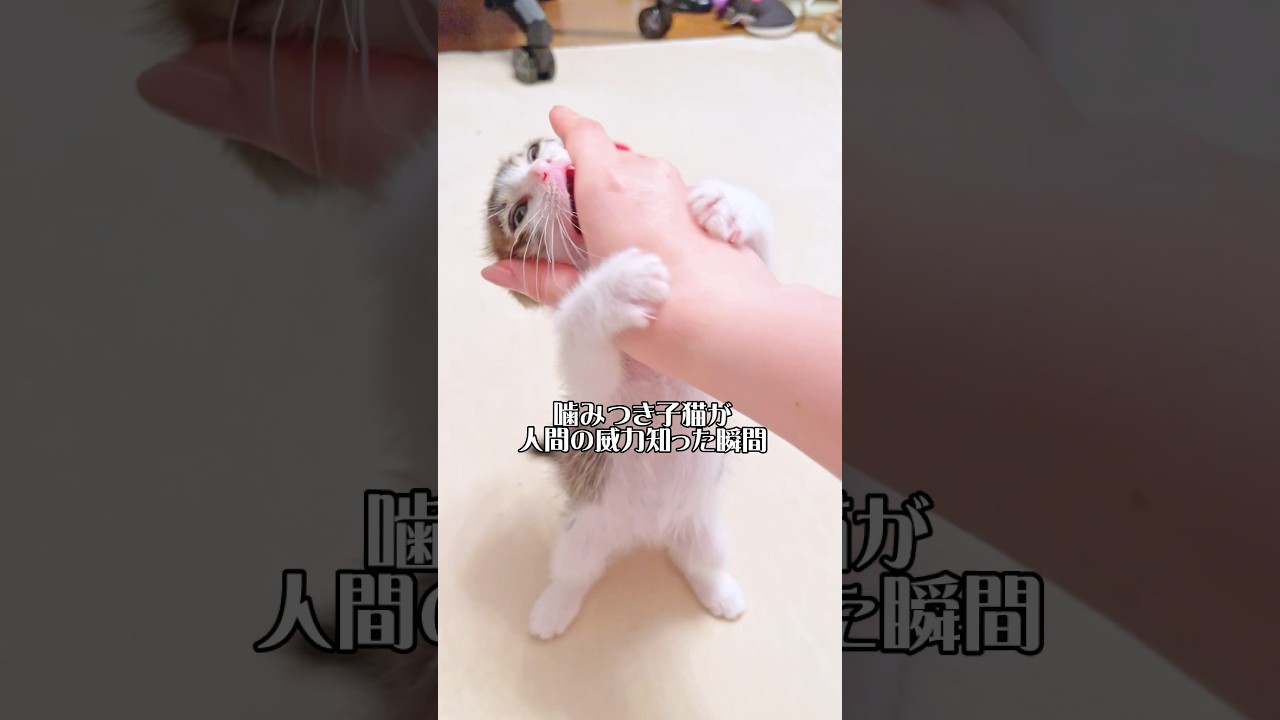 凶暴な子猫が人間の威力を知った瞬間がかわいすぎた！【預かり保護猫  】