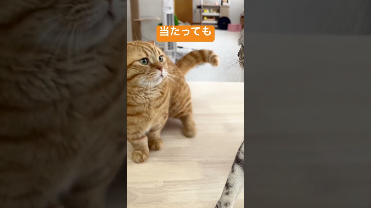 マンチカンのパンチは当たっても当たっても当たってもノーダメージだった #shorts