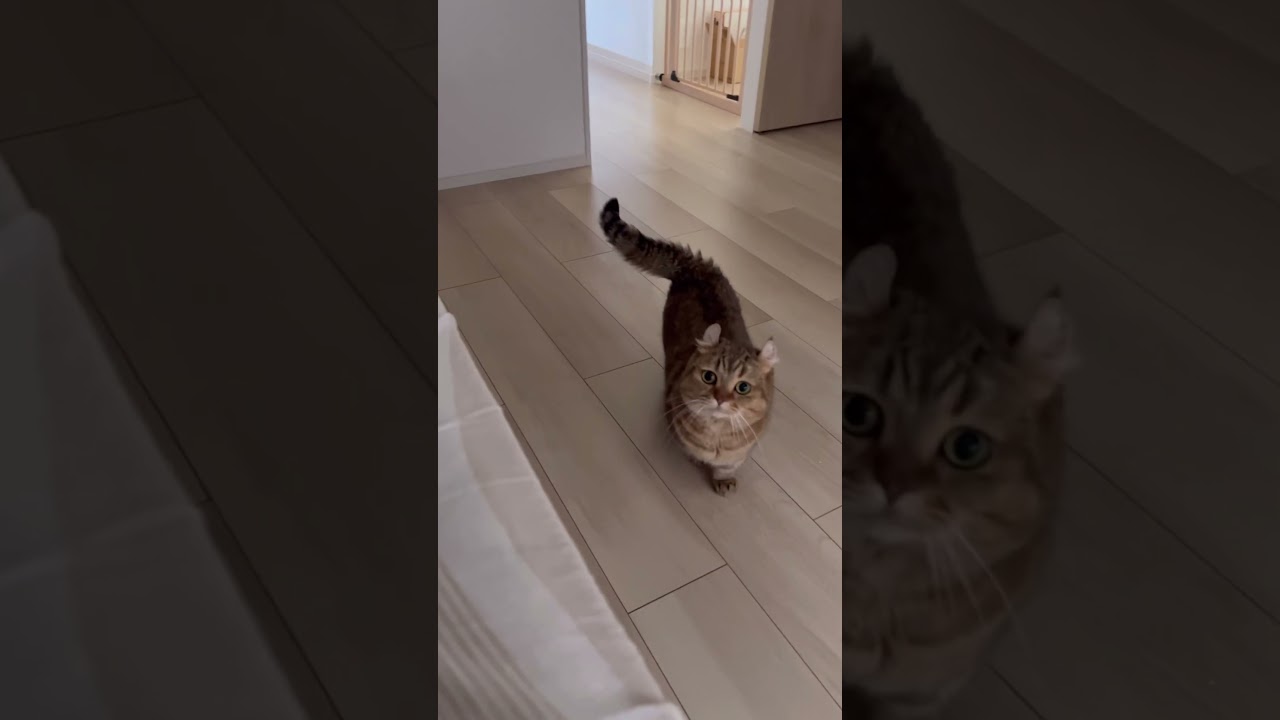 ねぼすけはねこに怒られる。#shorts