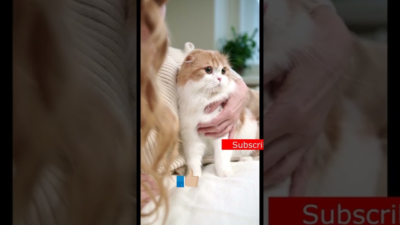 cute cat | brown cat