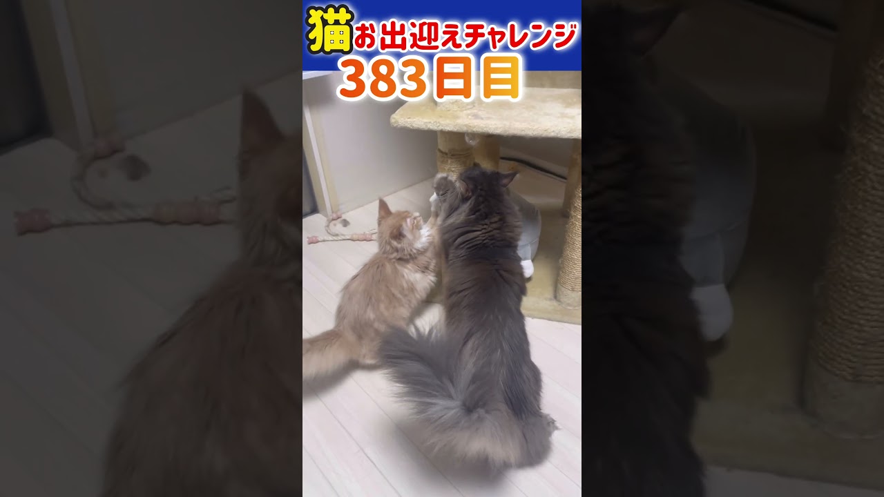 猫お出迎えチャレンジ383日目【メインクーンs】 #メインクーン #アリスさん #お出迎え