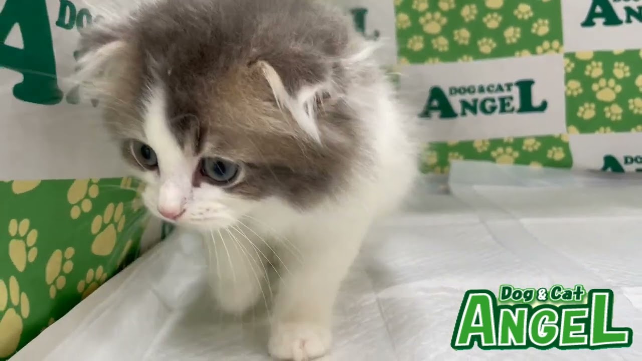 スコティッシュフォールド 2305184 【ペットショップエンゼル　子犬・子猫販売】