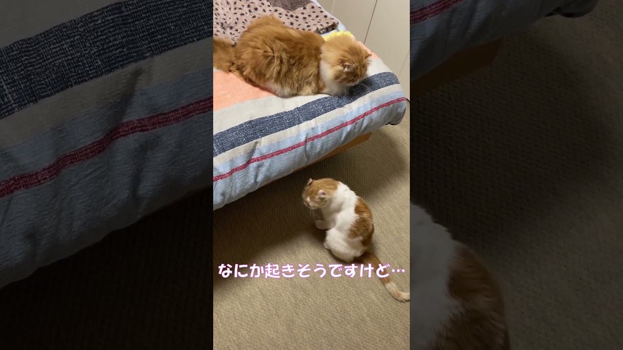 なにか起きそうですけど・・・ #shorts  #猫 #アメリカンカール #cat