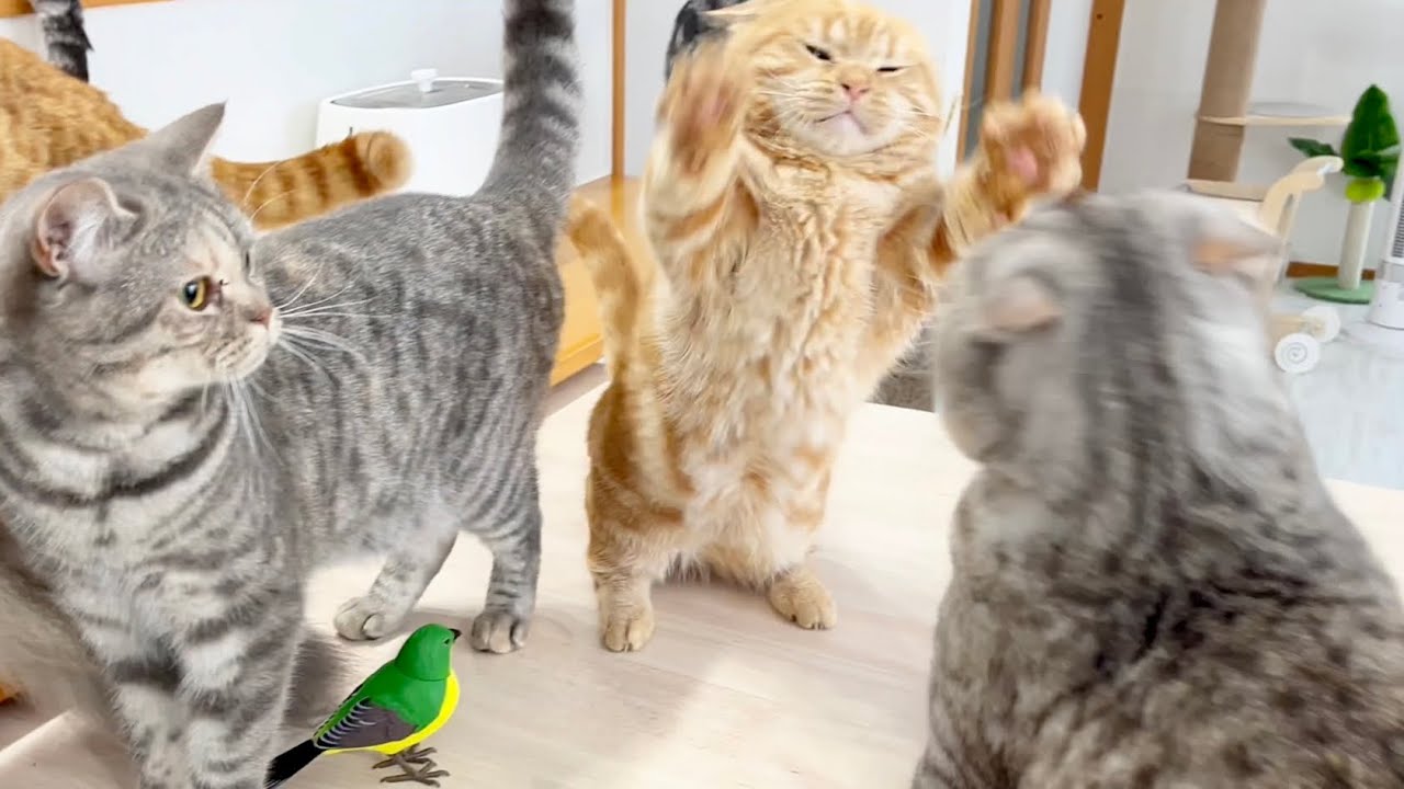 いつものごはんタイムに鳥さんが乱入したら予期せぬ結果に！？