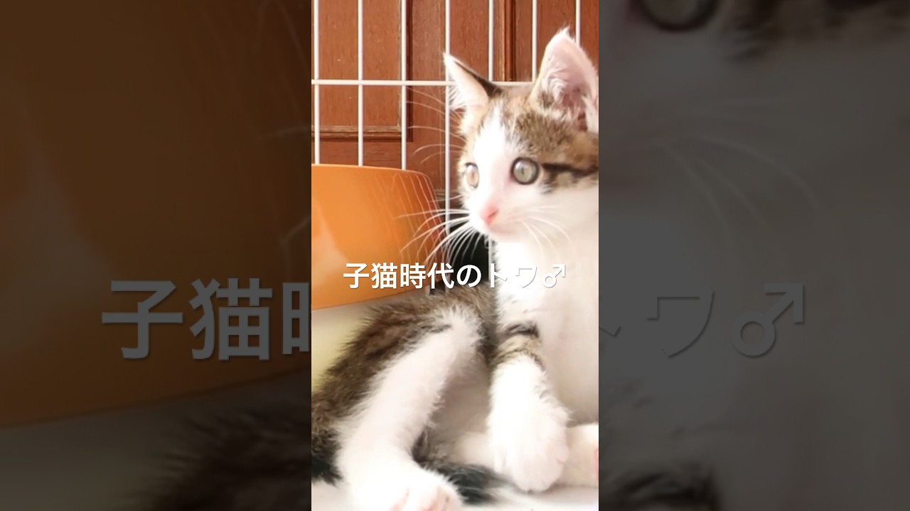 トワ♂子猫時代 #保護猫 #トワ #子猫 #kitten
