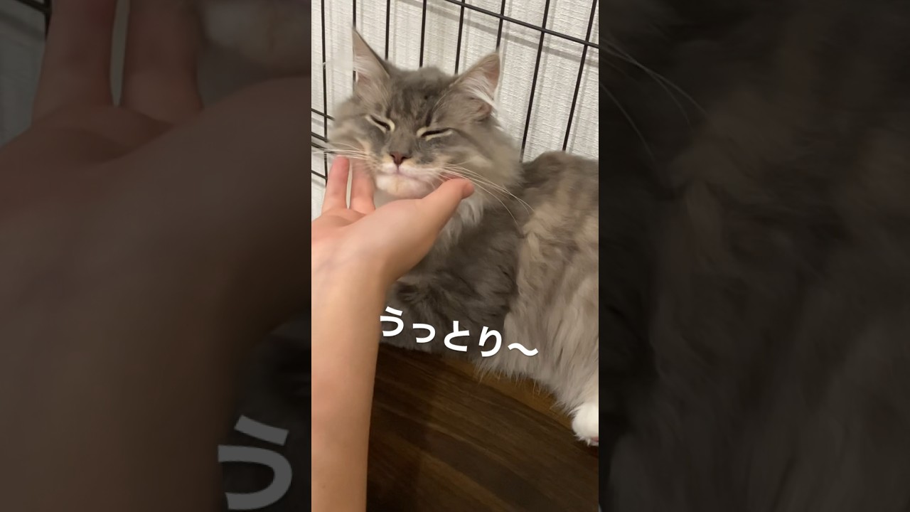 されるがままのうっとりちゃん #ねこ動画 #サイベリアン #モフモフ #cat #shorts