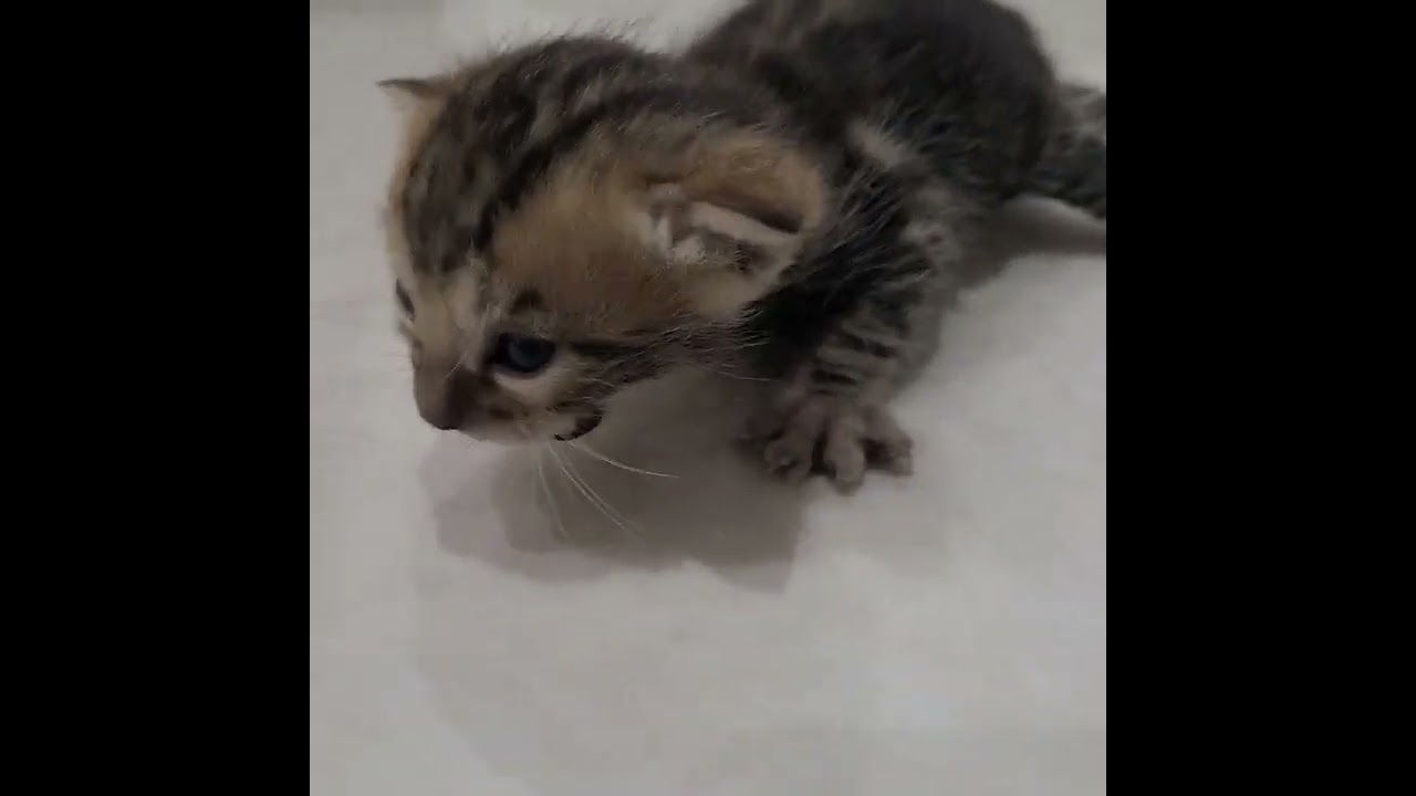 ベンガル 毛並みはとてもいいです。 ブラウンマーブルドタビー（毛並みグッド）