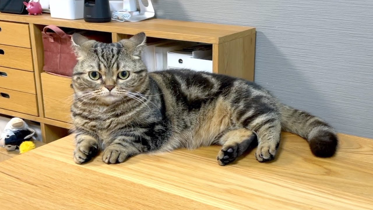 久しぶりの飛行機メル