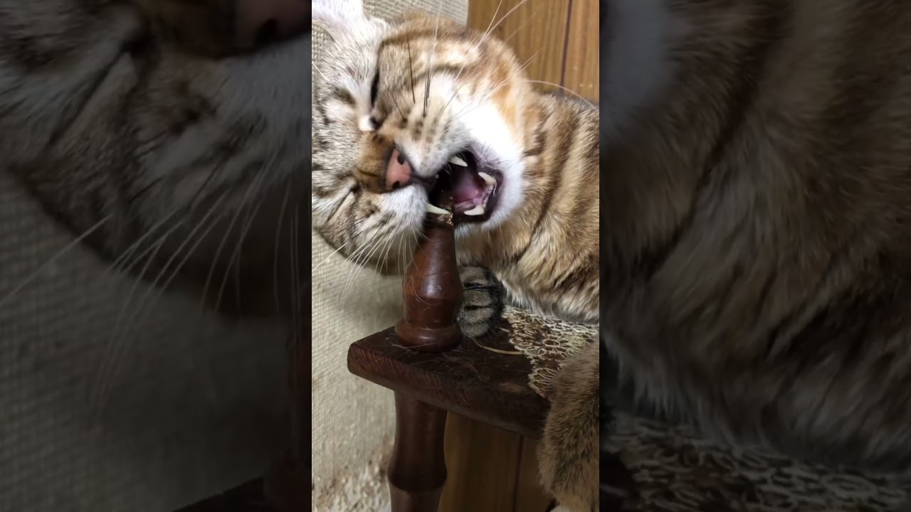 本日のアメリカンカール男の子