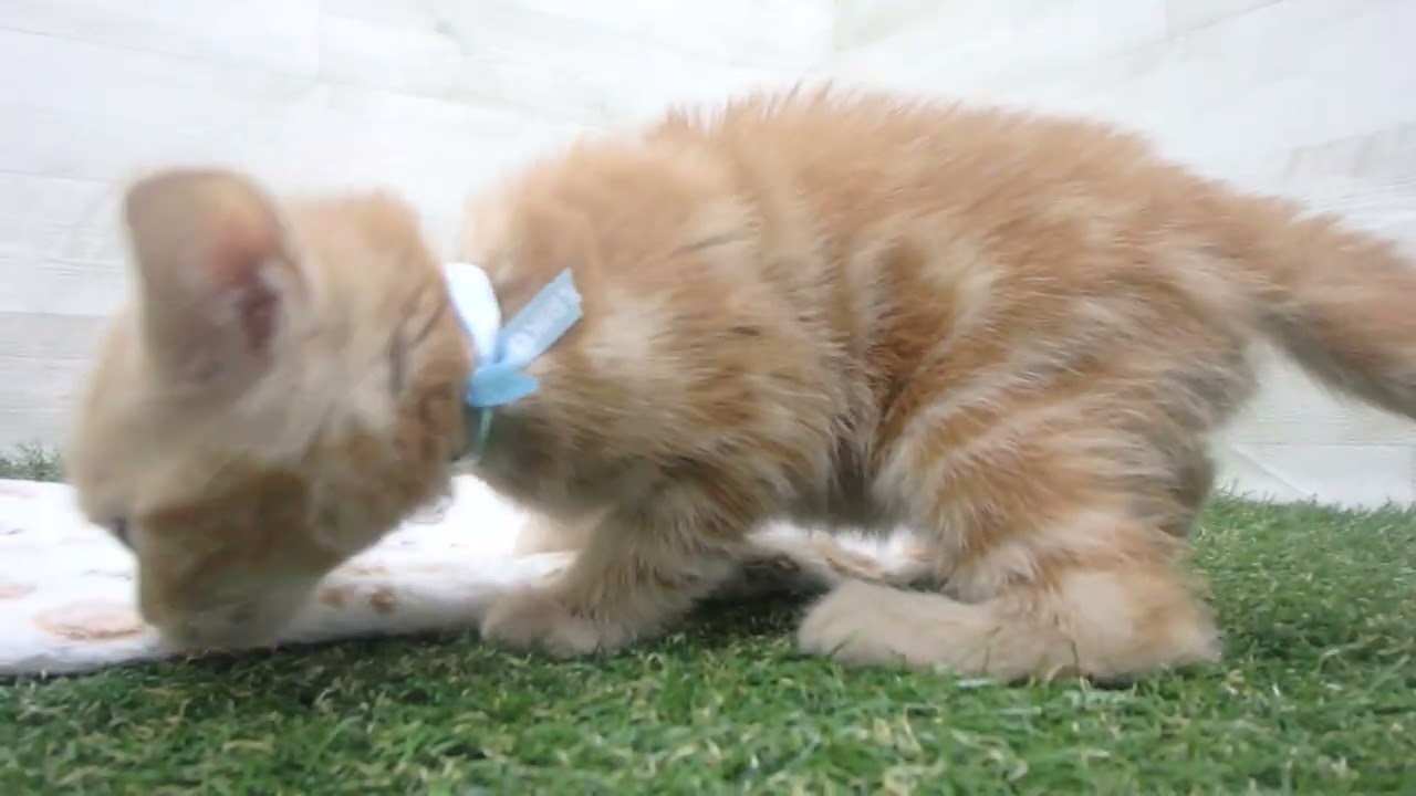 Coo&RIKU　No00635637 アメリカンショートヘアー