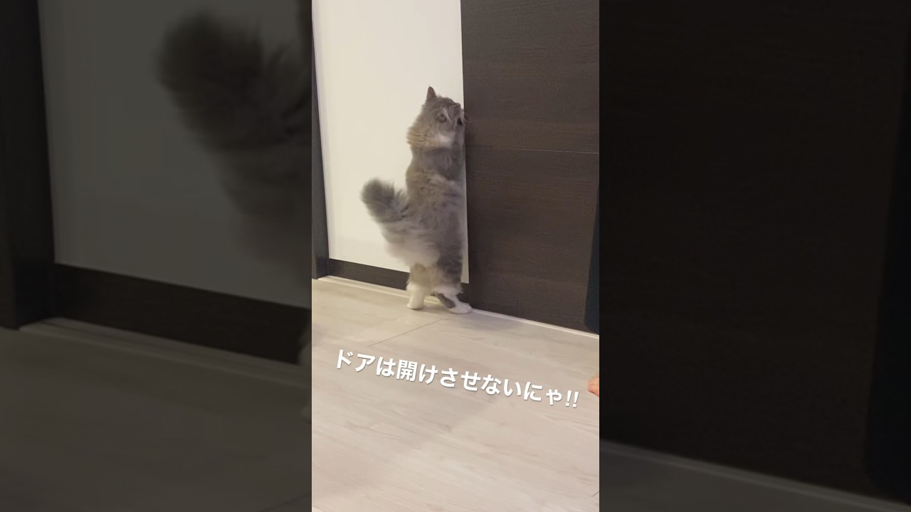 飼い主に 絶対ドア開けさせない猫#ねこ動画 #サイベリアン #cat #shorts
